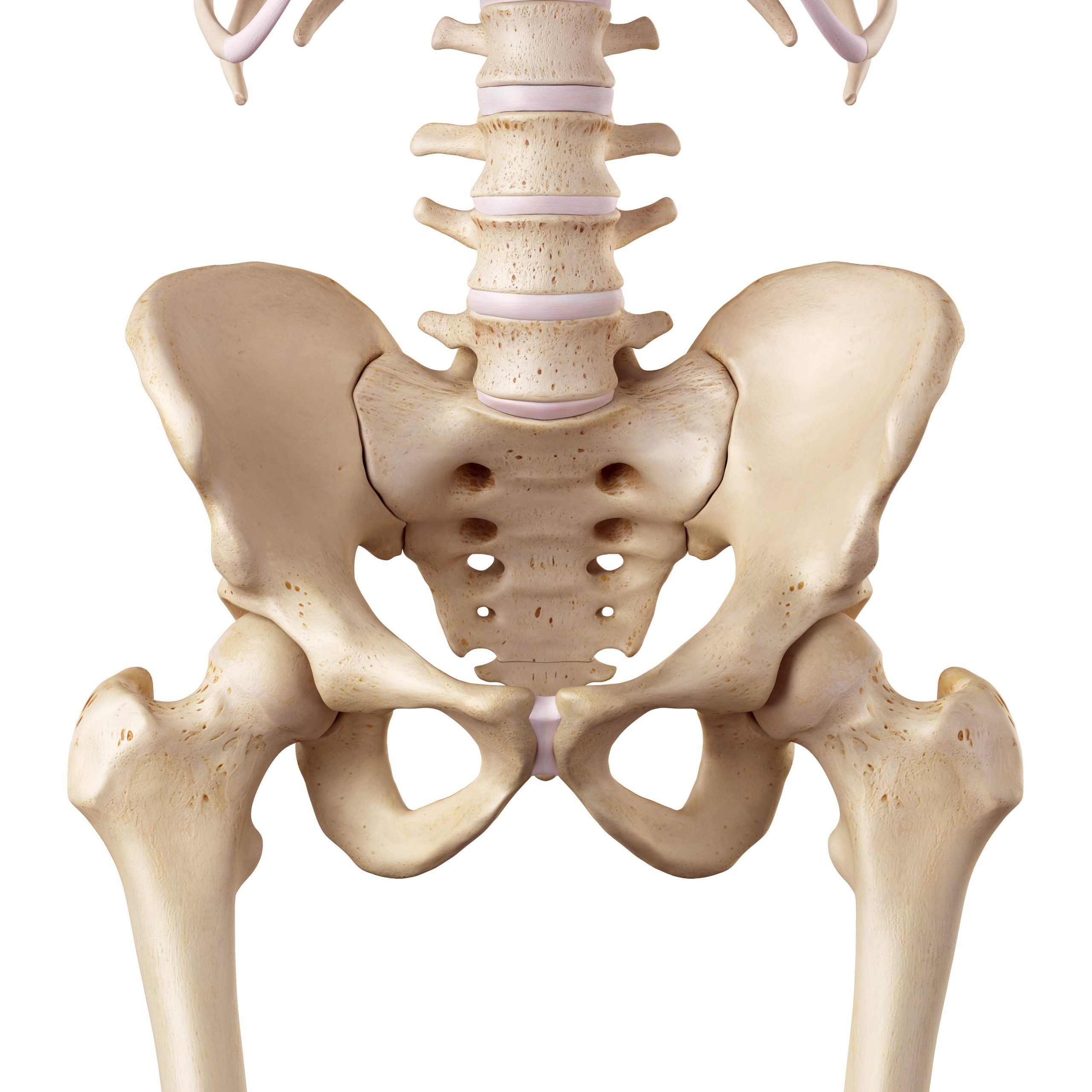 Hip - Anatomy of the Hip - AOA Orthopedic Specialists