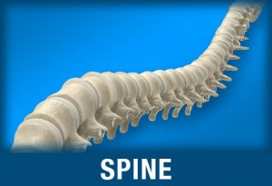 Image of Spine