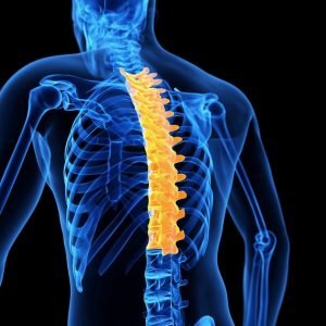 Thoracic Spine Image