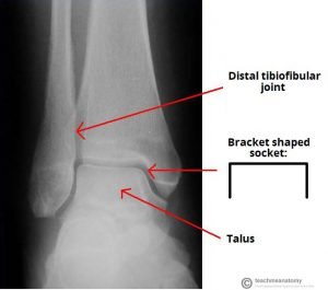 Diagram-of-the-Bracket-or-Mortise-Structure-of-the-Ankle-Joint