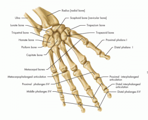 hand-and-wrist-anatomy-bone