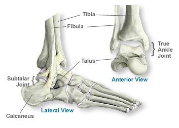 Ankle Bone Anatomy - AOA Orthopedic Specialists